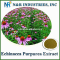 Pure Herb Flower Extract Echinacea Purpurea Extract